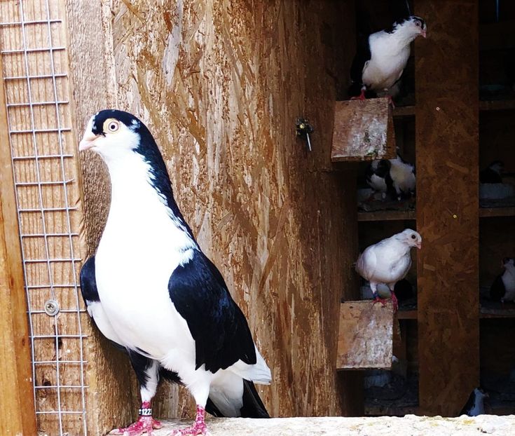 mascul  2016 - 0000001 prin voliere