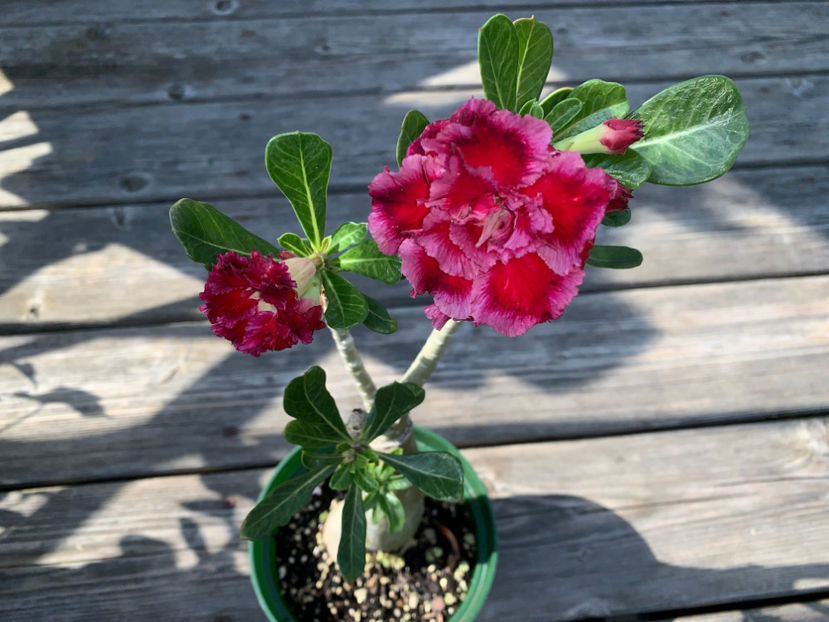  - Jurnalul gradinii 2021