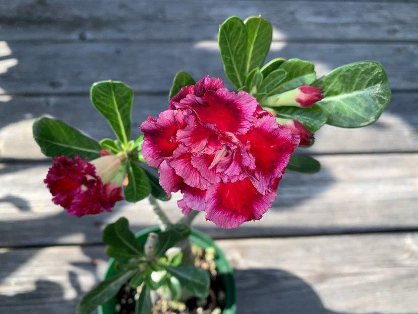  - Jurnalul gradinii 2021