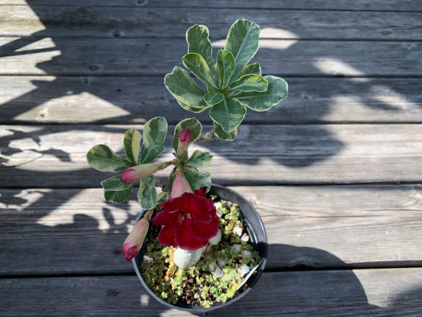  - Jurnalul gradinii 2021