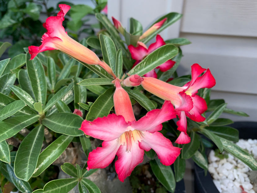  - Jurnalul gradinii 2021