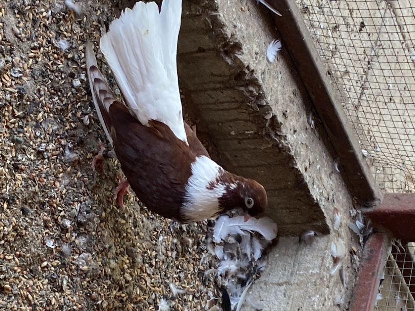 10ACFF30-1FD9-41CF-8840-4B9AC62E1B82 - Vișinii codalbi