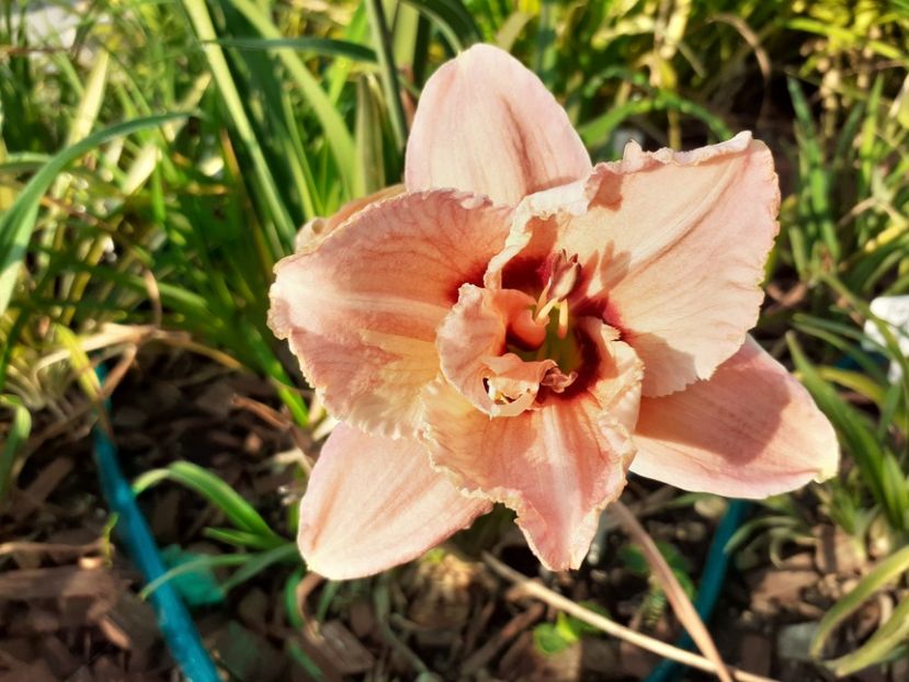 I called it Strawberry - Hemerocallis 2021