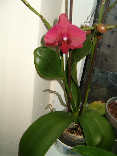 28 feb 2010 - Orhidee