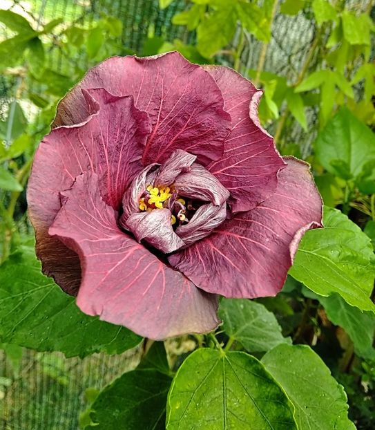 Tahit.Purple Sovereign - Hibiscus Tahitian Purple Sovereign