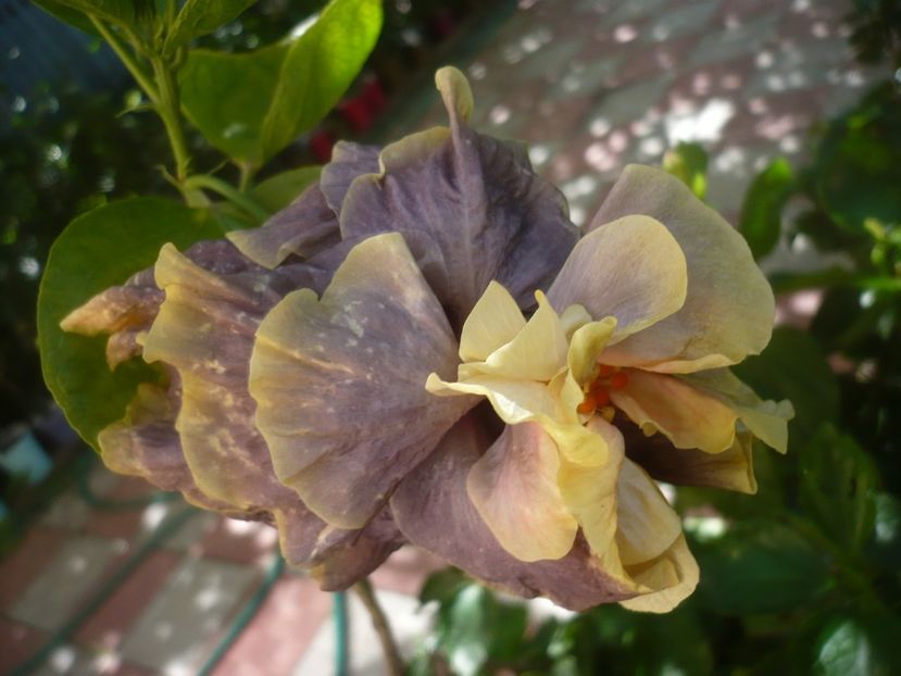 31.08.2021 - HIBISCUSI 2021-3