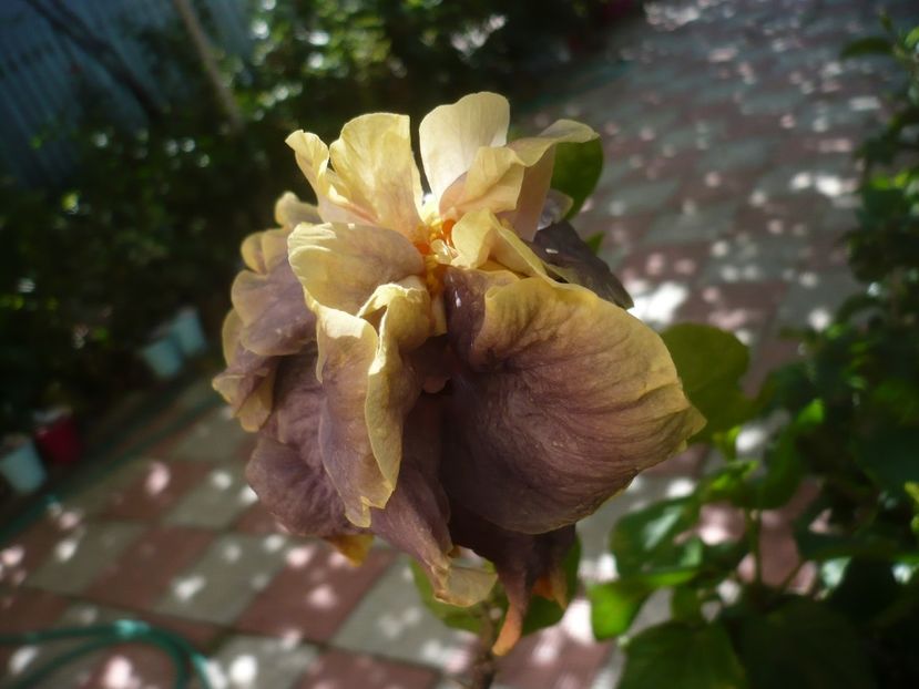 P1500836 - HIBISCUSI 2021-3