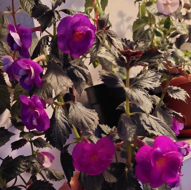  - PURPLE MYSTERY