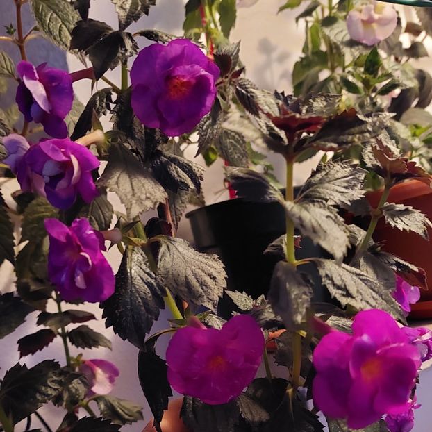  - PURPLE MYSTERY