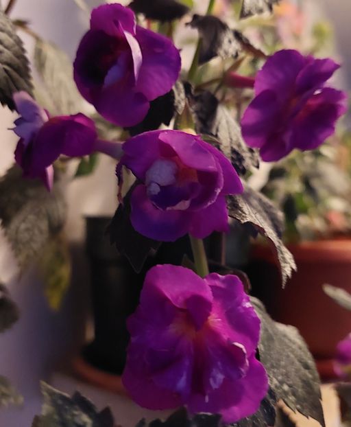  - PURPLE MYSTERY