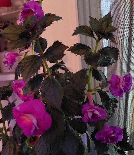  - PURPLE MYSTERY