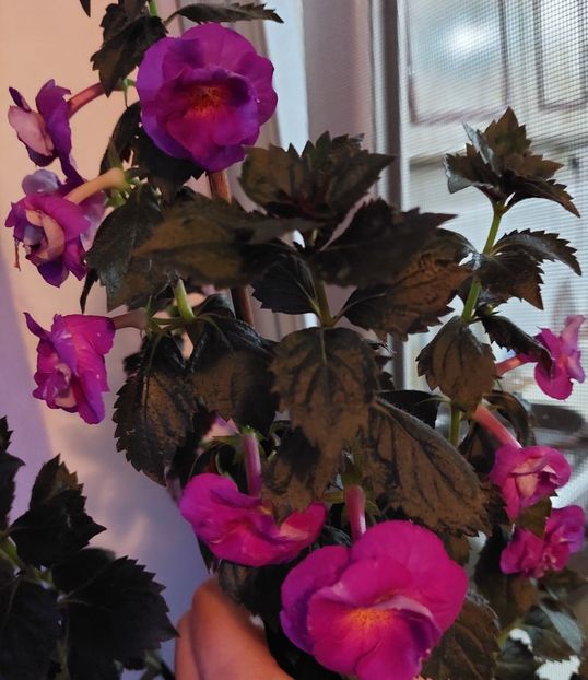  - PURPLE MYSTERY