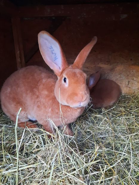 G1 - Cuib din 09 06 2021