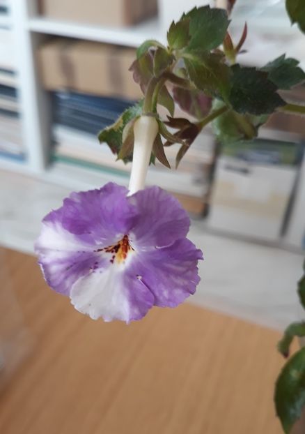  - 0001 2022 - Panseluta