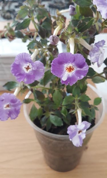  - 0001 2022 - Panseluta