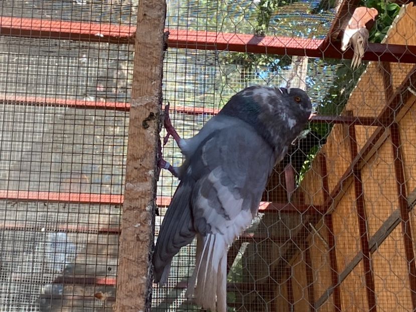 5FBD9921-5D20-4C58-ACBF-BAAE6EC3C314 - Vargati cu dunga alba