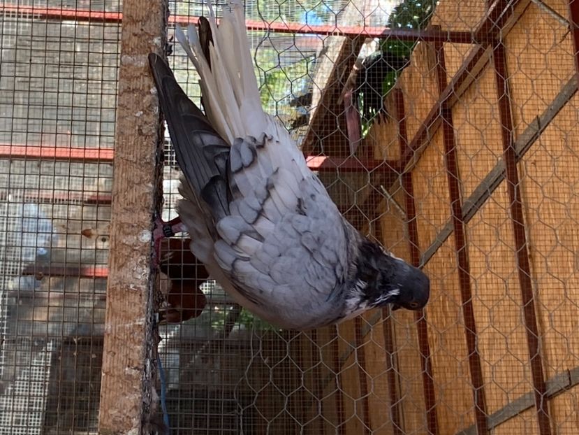 AB2C37BA-04D0-4F0F-A7FA-84544E3201D5 - Vargati cu dunga alba