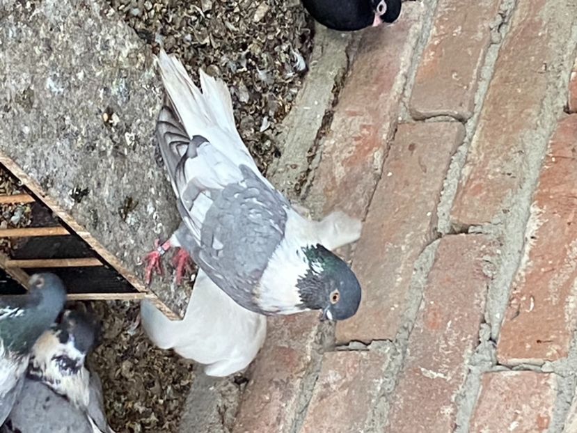 52853FF8-899E-408B-9B4A-99EF0004C2FB - Vargati cu dunga alba