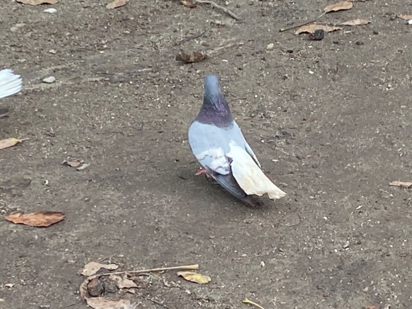 864D0BC7-223E-45DD-8D1C-E744931073B3 - Vargati cu dunga alba