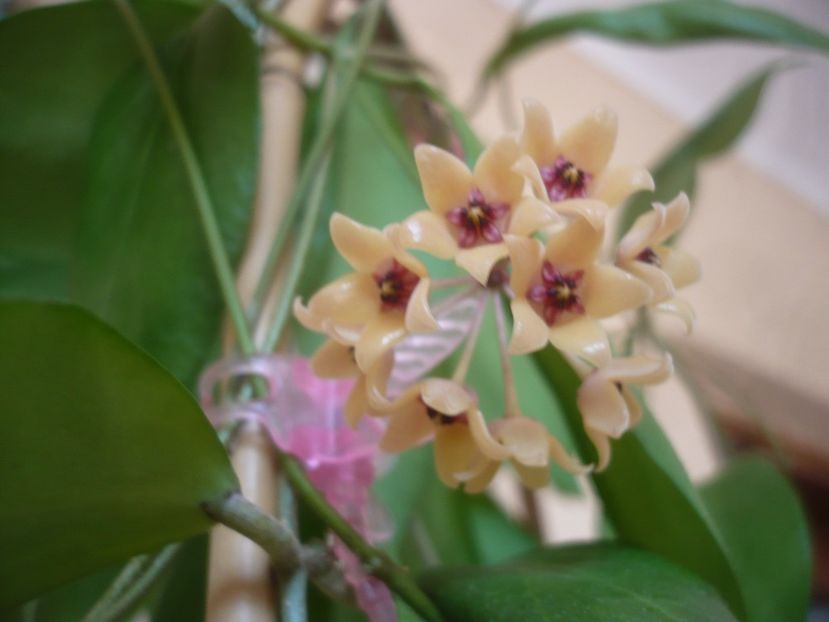 01.09.2021 - HOYA 2021-3