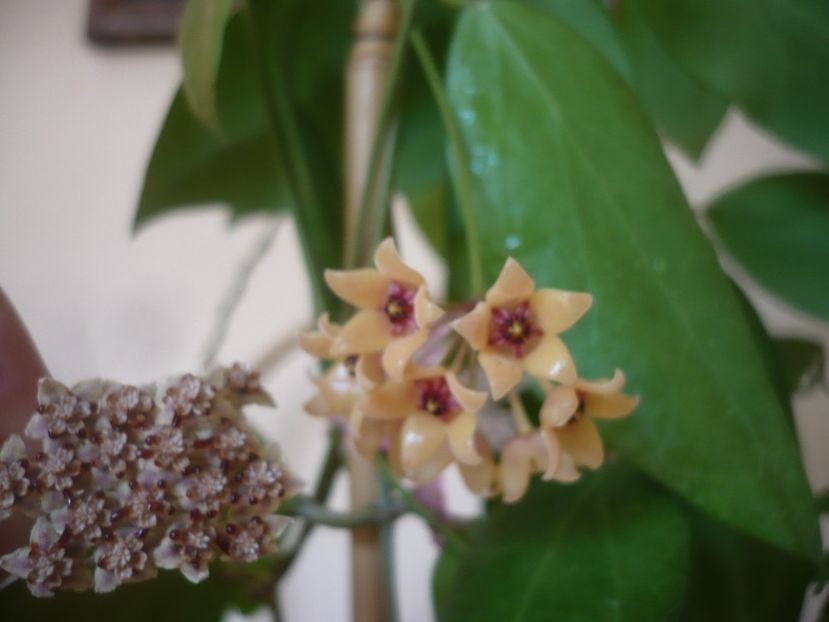 P1500842 - HOYA 2021-3