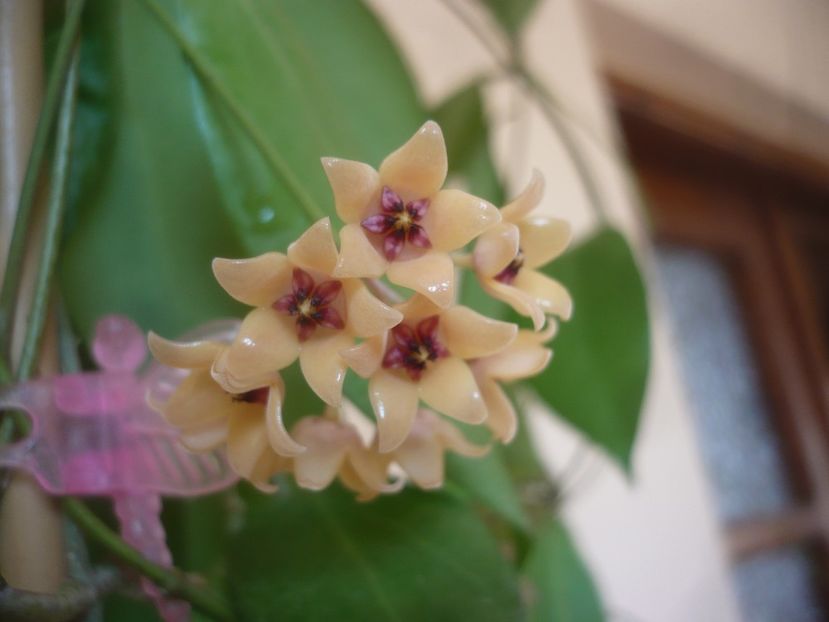 P1500843 - HOYA 2021-3