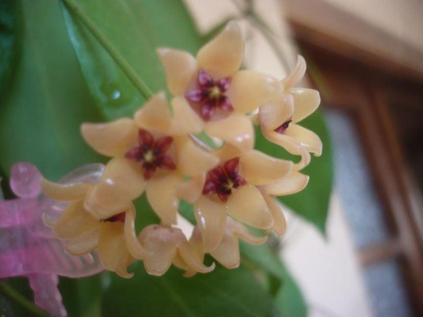 P1500845 - HOYA 2021-3