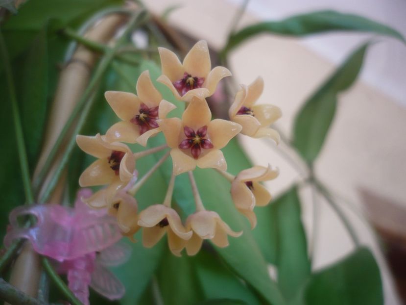 P1500846 - HOYA 2021-3