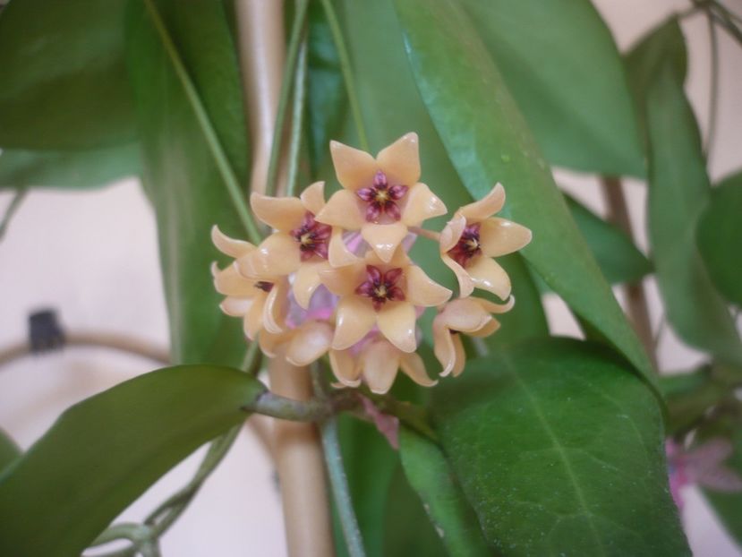 P1500838 - HOYA 2021-3