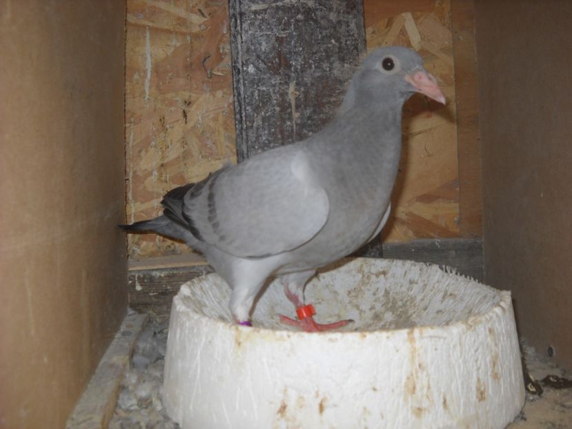  - UNDEVA IN SUCEAVA arhiva