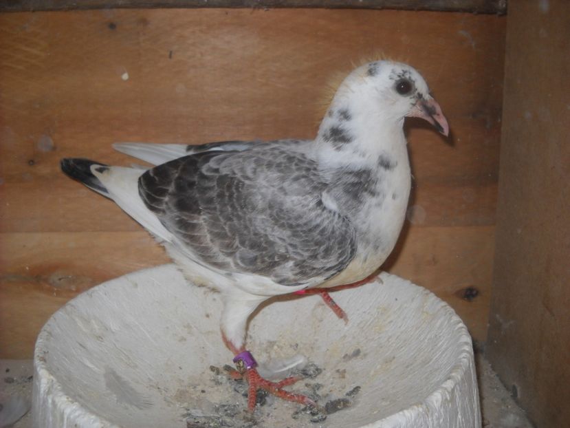  - UNDEVA IN SUCEAVA arhiva