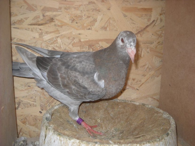  - UNDEVA IN SUCEAVA arhiva