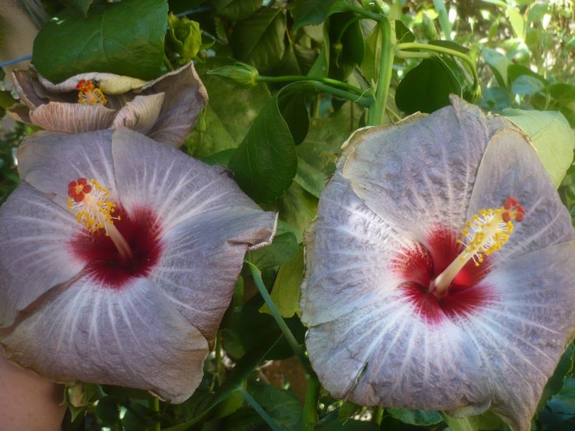 P1500865 - HIBISCUSI 2021-3