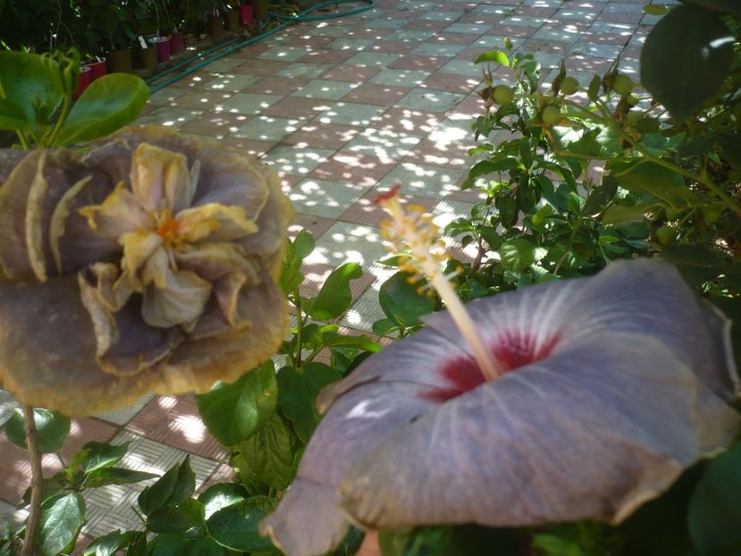 P1500861 - HIBISCUSI 2021-3