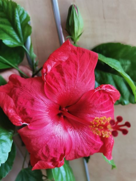  - Hibiscus 2015-2024