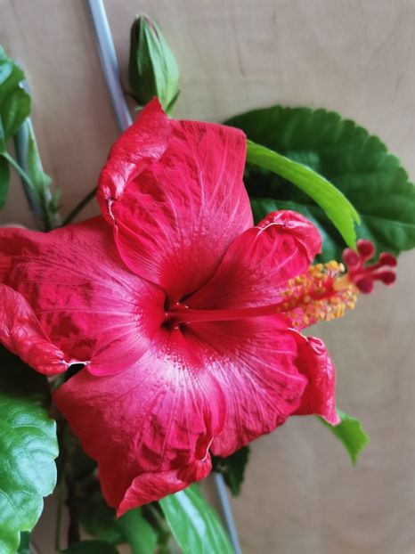  - Hibiscus 2015-2024