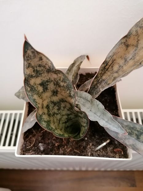  - Pui sansevieria