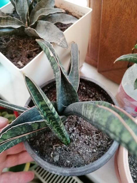  - Pui sansevieria