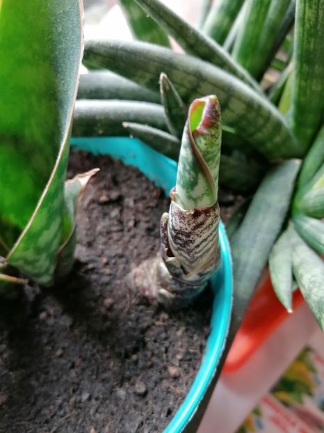  - Pui sansevieria