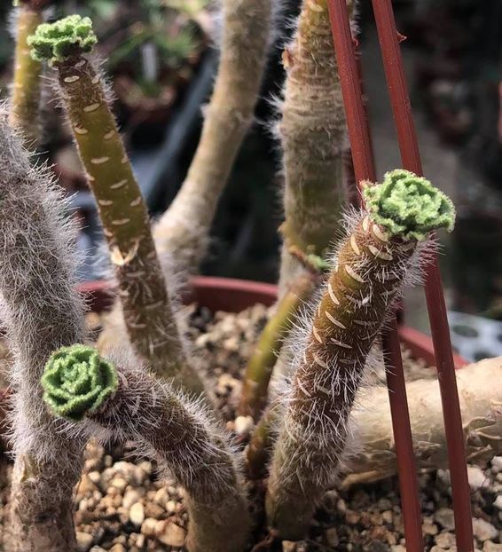 Aeonium smithii - Whish list pentru viata urmatoare2