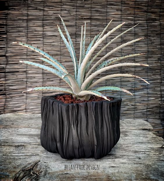 Hechtia cv. “Baker’s Beauty” - Whish list pentru viata urmatoare2
