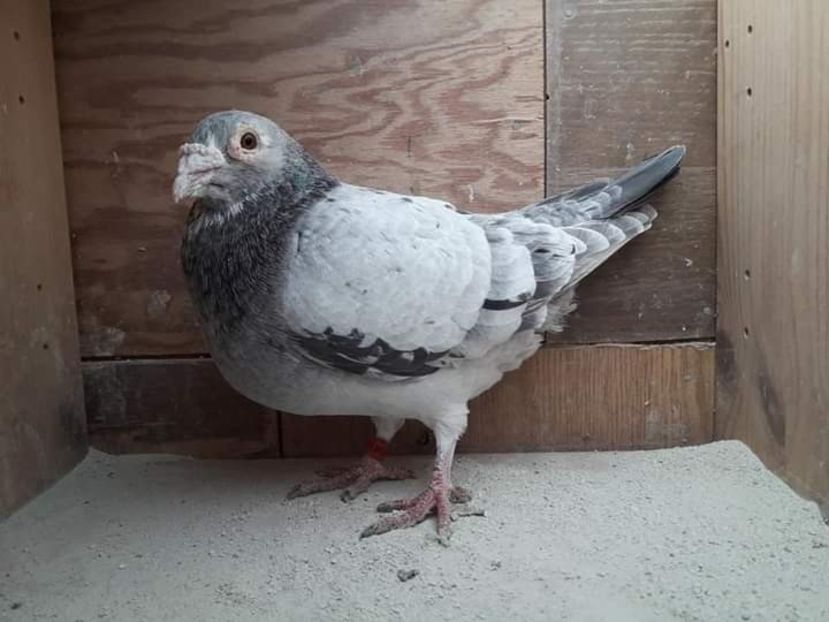  - Nu îmi aparțin 3