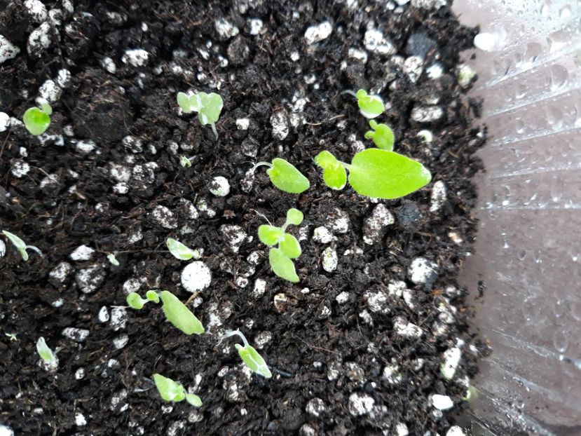  - 1 1 Violete Africane de Colecție