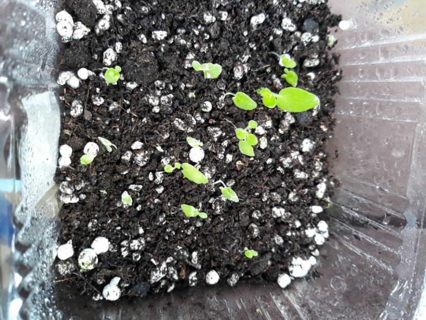  - 1 1 Violete Africane de Colecție