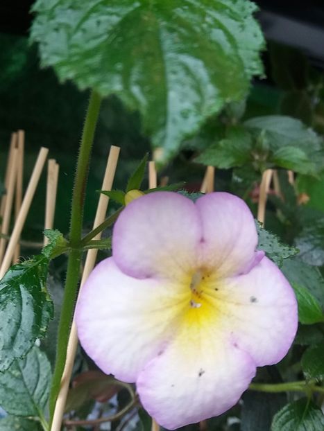 Sweet giant - Achimenes varietati - drumul florilor