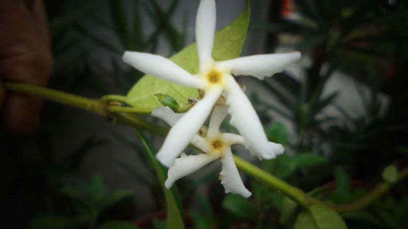 Trachelospermum jasminoides - Sclipiri 2021