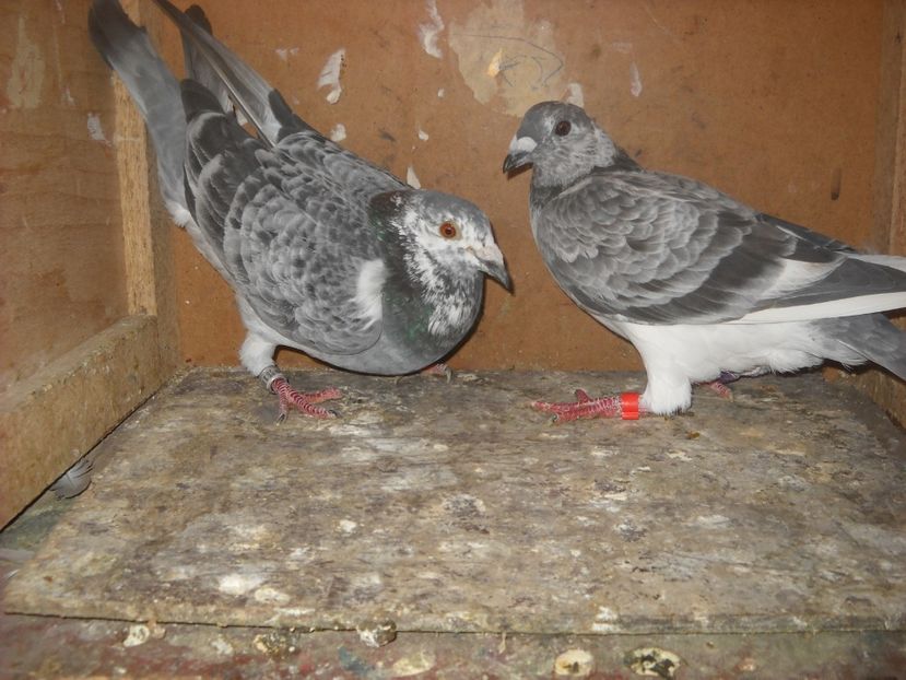 1 - PORUMBEI VANDUTI 2