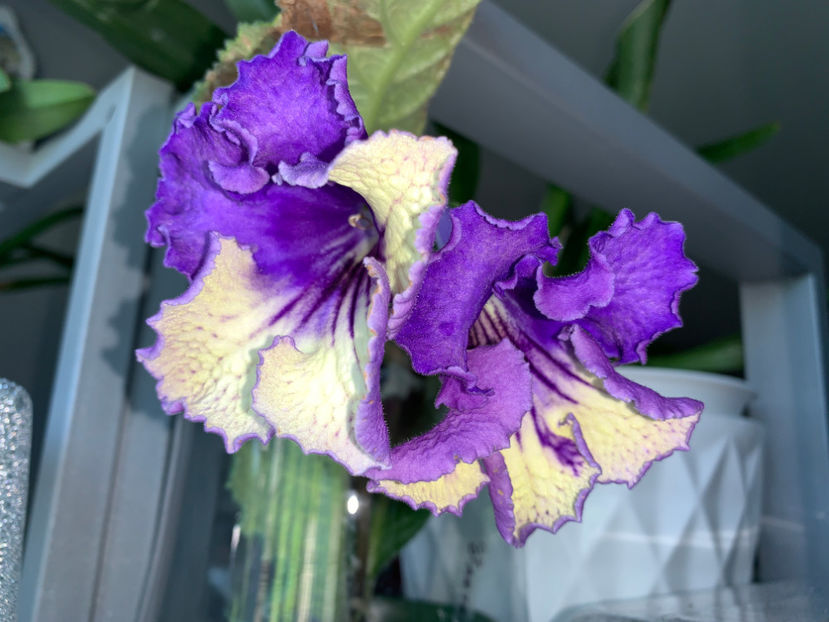  - Plante de interior 2021