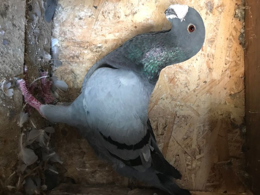 9B4D1BCB-4249-4959-85D6-D71FC1A386CF - Masculi2022