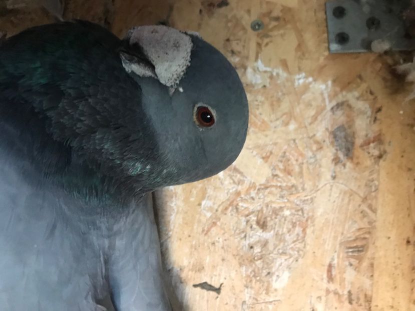 24059DDA-4AEB-4F81-89E0-37B5C6ADF67B - Masculi2022